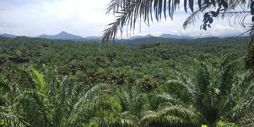  Palm Oil Plantation Land for Sale @ Gua Musang 