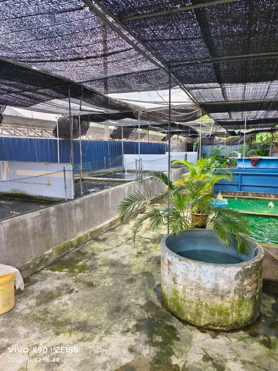 Aquaria koi farm business