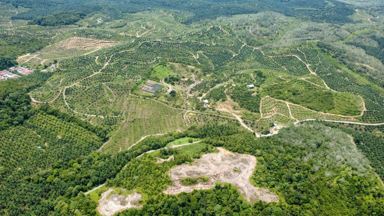  Mersing Agricultural Land (Oil Palm + Swiftlet Houses)