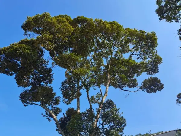 Own a Slice of Paradise: Packed with Premium Durian Trees – Just an ...