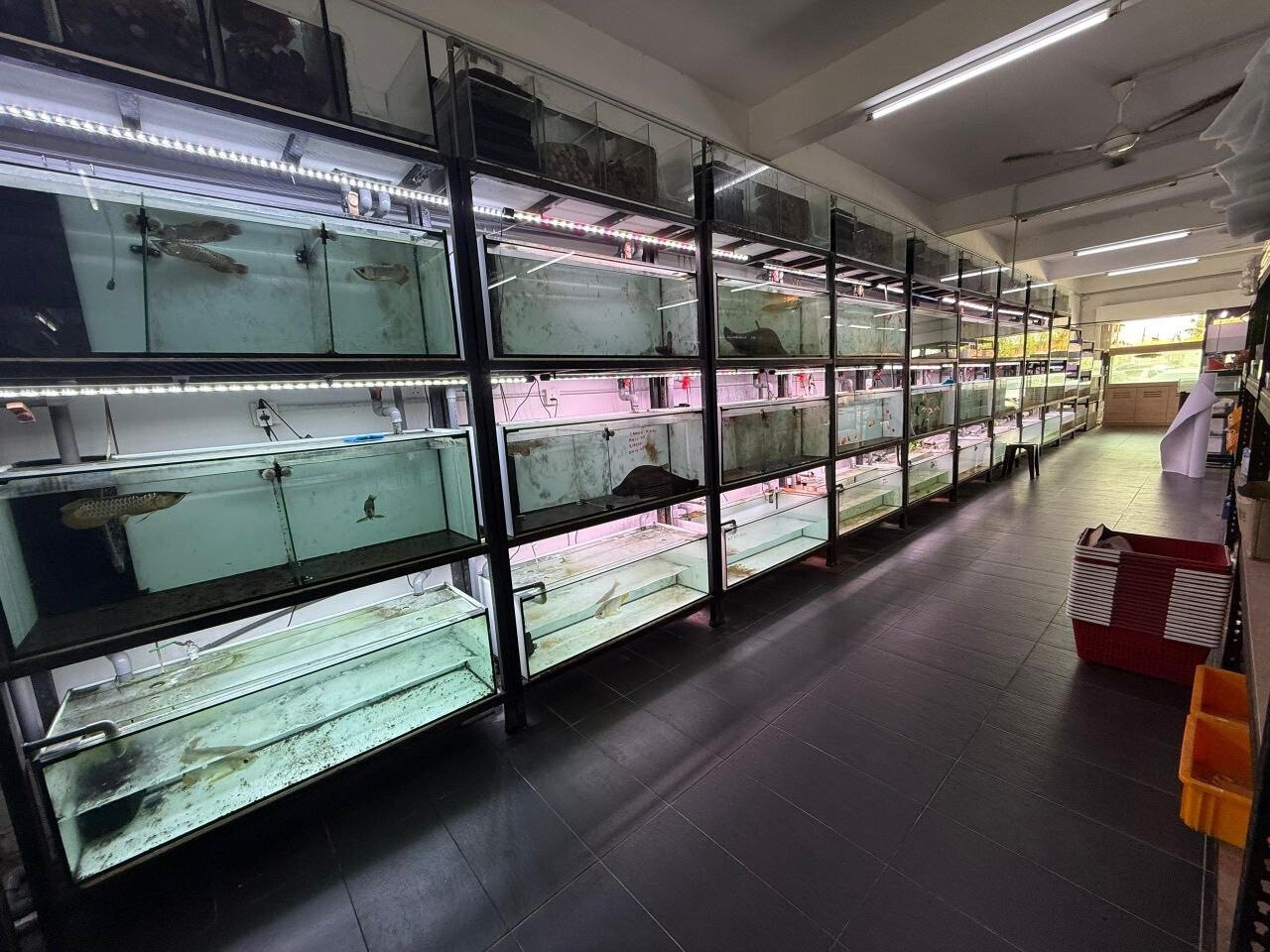 Aquarium Business | 水族鱼店（Impian Emas）