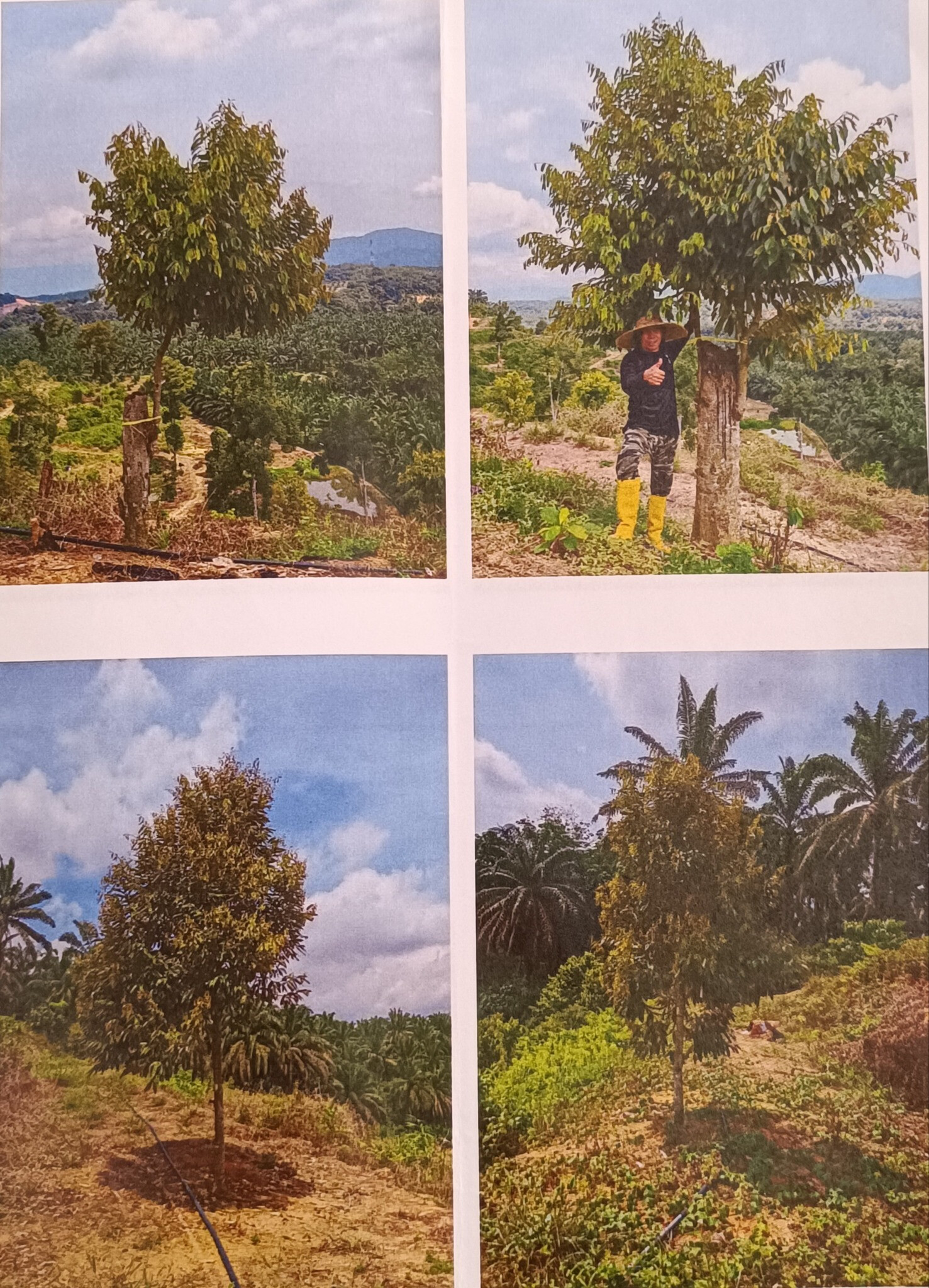 Durian Orchard for Sale